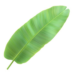 and natural looking vibrant green banana leaf with symmetrical veins and a slightly wavy structure elegantly placed on a transparent background