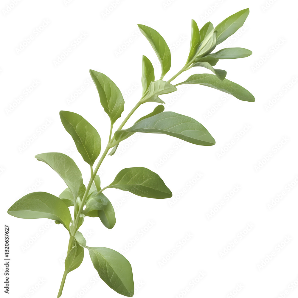 Poster and organic fresh herb sprig featuring lush symmetrical leaves with subtle shading and smooth textur