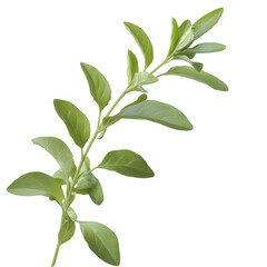 Naklejka premium and organic fresh herb sprig featuring lush symmetrical leaves with subtle shading and smooth textures floating gracefully on a transparent background This image evokes a sense of purity serenity