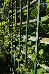 Green hedge with a wooden trellis on a sunny summer day vertical orientation