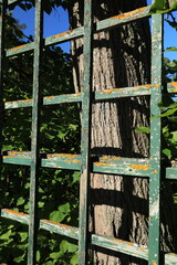Garden wooden trellis made of six squares and a tree trunk on a sunny day vertical orientation