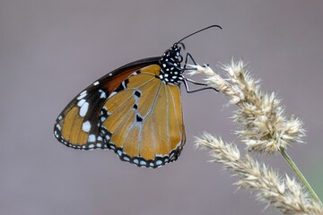African Monarch butterfly