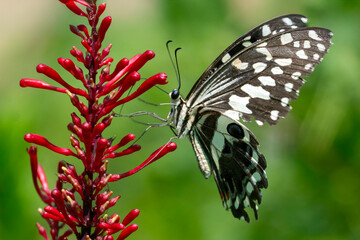 citrus swollowtail butterfly