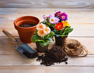 Flowers in pots stand on a wooden table next to garden tools for transplanting and scattered soil, creating an atmosphere of plant care.