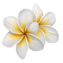 Fototapeta premium Captivating Close up of Tropical Plumeria Blossom in Soft White and Yellow Hues with Velvety Petal Texture and Gentle Gradient Floating on a Transparent Background