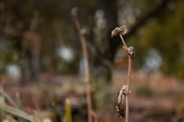 Macro Shot of Withered Plant in Soft Focus