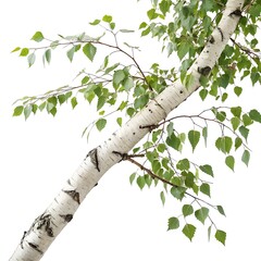 Fototapeta premium Tree with green leaves and a white trunk