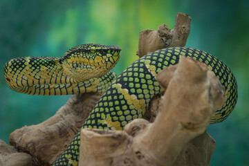 A close-up shot of a Wagler's pit viper, showcasing its vibrant green and yellow scales, with a...