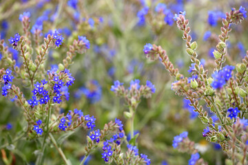 Anchusa officinalis and delicate flower of white field chamomile. flower season. wildflowers. medicinal herbs. beauty of nature. close-up. blue wildflower