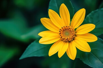 Obraz premium A stunning yellow flower amid rich green leaves set against a dark emerald background, perfect for botany aficionados and garden enthusiasts