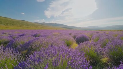 Fototapeta premium Lavender field under a bright sky