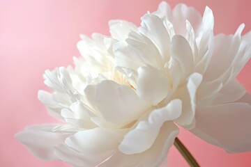 Delicate white peony blossoms on a gentle pink background, perfect for spring aesthetics and floral compositions, enchanting nature enthusiasts and design lovers alike