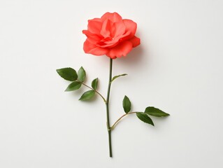 Obraz premium Single vibrant red rose with delicate green leaves isolated on beige background emphasizing natural beauty and romantic floral elegance