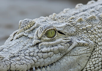 Obraz premium Crocodile Eye Frozen