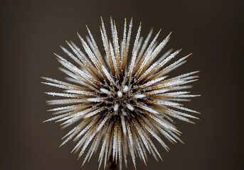 Obraz premium Thistle Macro Snow