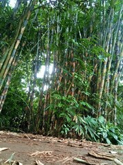 Bamboo Grove
 * Bamboo Forest
 * Through the Bamboo
 * Kepanjen Bamboo
 * East Java Bamboo