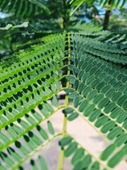 Obraz premium Intricate Patterns on Fern Fronds