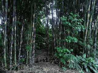 Bamboo Grove
 * Bamboo Forest
 * Through the Bamboo
 * East Java Bamboo
