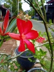 red and yellow flower,Red Desert Rose
 * Adenium Bloom
 * Five Petals of Red
 * Desert Rose Close-Up