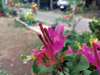 Bougainvillea Bloom
 * Pink Paper Flowers
 * Close-up Bougainvillea