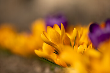 krokusy żółte i fioletowe w promieniach słońca jako wiosenne tło, Crocus sieberi  © meegi