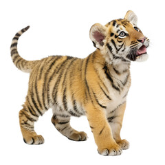 Obraz premium Tiger Cub. PNG.