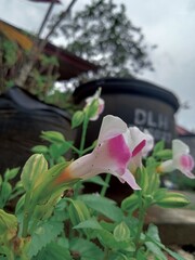 pink flower in a garden,Wishbone Flower
 * Torenia fournieri in Garden
 * Purple and White Bloom Close-Up