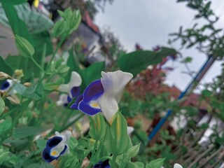 Wishbone Flower 
 * Torenia fournieri in Garden
 * Purple and White Bloom Close-Up