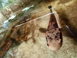 Close-Up of a Fish in an Aquarium