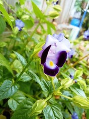 Purple and White Petals
 * Wishbone Flower Detail
 * Yellow Center Bloom