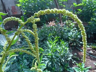 flower bed in a garden,Curved Flower Spike
 * Green Blooms and Foliage
 * Plant with Seed Heads