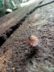 Caterpillar on Ground
 * Hairy Caterpillar Close-Up
 * Insect