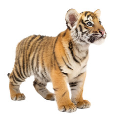 Obraz premium Tiger Cub. PNG.