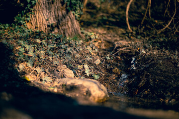 Obraz premium autumn in the forest