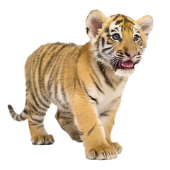Obraz premium Tiger Cub. PNG.