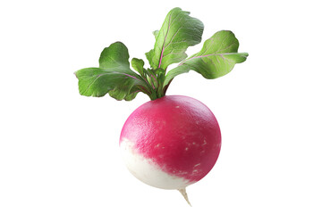 Fresh radish with green leaves, isolated on white transparent background. Concept of healthy organic vegetables and fresh produce