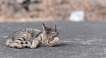 毛づくろいをする可愛い野良猫