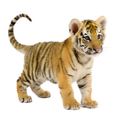Tiger Cub. PNG.