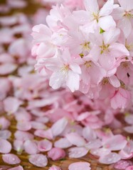 Pink cherry blossoms with tiny beads of water on them.