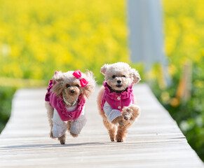 歩道を走る可愛い二匹の犬	