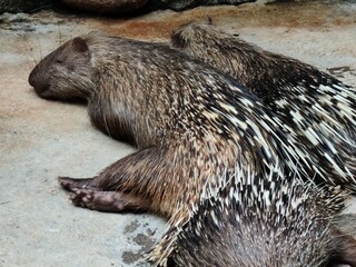Hedgehog fur functions to protect the hedgehog's body from hot and cold weather, regulate body...