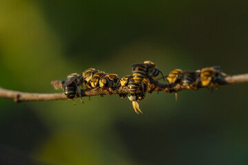 Swarm of Thai Epaulette-Nomia sweat bees (Pseudapis siamensis) sleeping on dried stem in the morning, with natural bokeh background	