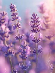 Obraz premium Lavender Flowers Blooming In Soft Warm Sunlight