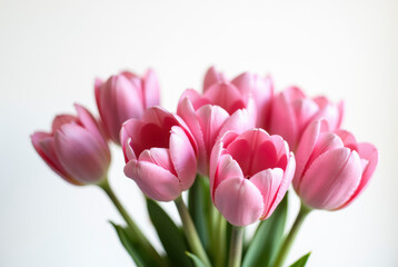 Fototapeta premium A bouquet of pink tulips with pink petals and dark green stems and leaves.