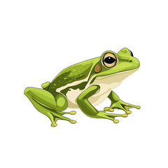 Obraz premium Vector illustration of a frog toad in a cartoon clipart style frogs toads isolated on a white background