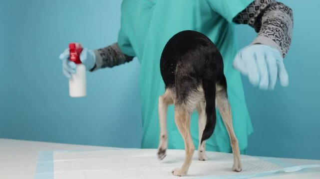 doctor wearing gloves applying flea treatment, small dog sitting on examination table, medical clinic ensuring parasite control