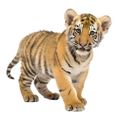 Obraz premium Tiger Cub. PNG.