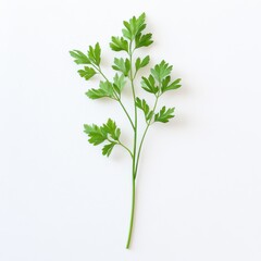 Fresh parsley sprig shows vibrant green color against plain background