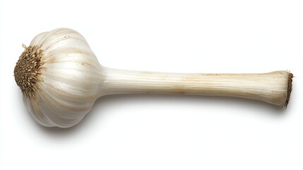 Isolated Garlic Bulb Still Life on White Background Close Up
