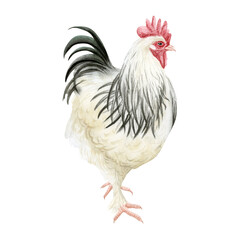 White rooster with black feathers watercolor isolated illustration. Hamburg or Sussex cock for poultry yard and farming designs. Chicken breed, domestic farm bird clipart